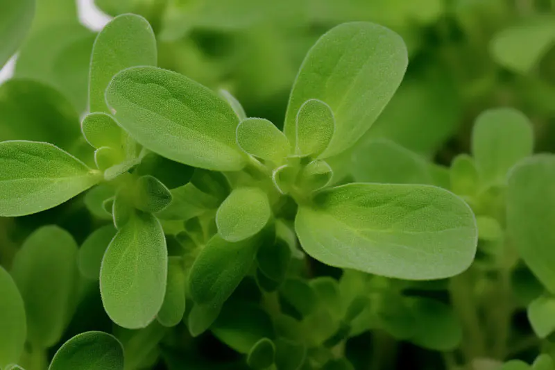 Extrato de planta