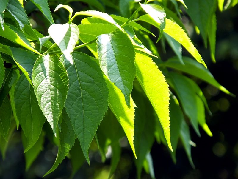 32 Pontos de controle de qualidade do extrato de eucommia: como protegemos cada gota de essência natural