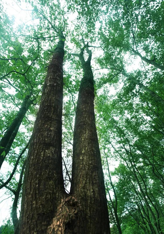 Tecnologia supercrítica de extração de CO2: a revolução verde da extração da eucommia