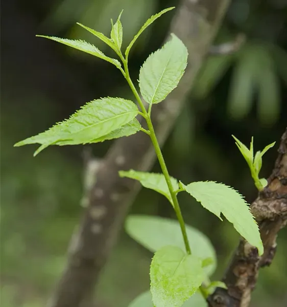 Pré-tratamento em quatro etapas de folhas frescas de eucommia