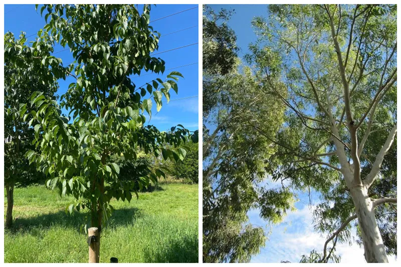 Avanço tecnológico de dez anos no cultivo orgânico de eucommia ulmoides com zero pesticidas químicos